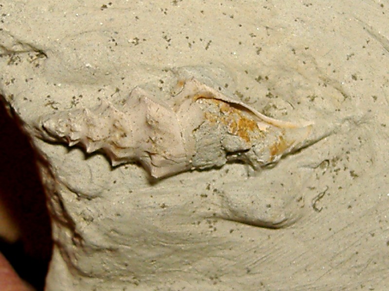 Turricola dimidiata (Brocchi, 1814) - Pliocene